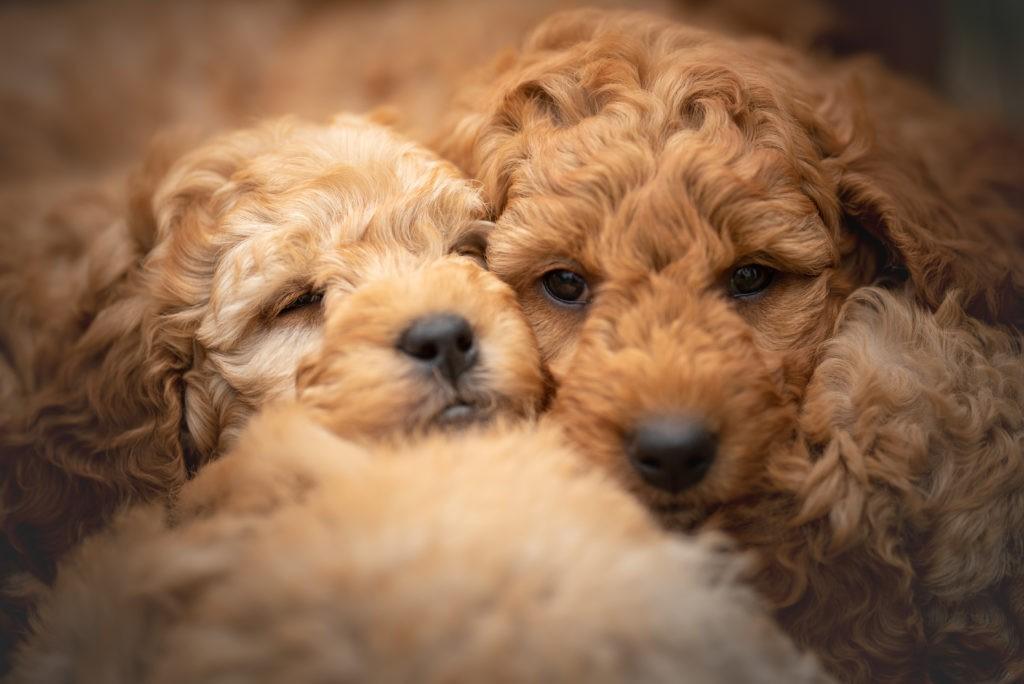 Welpen beim Kuscheln