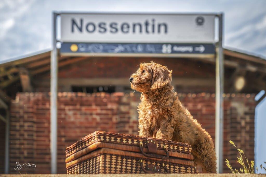 Goldendoodle am Bahnhof Nossentin