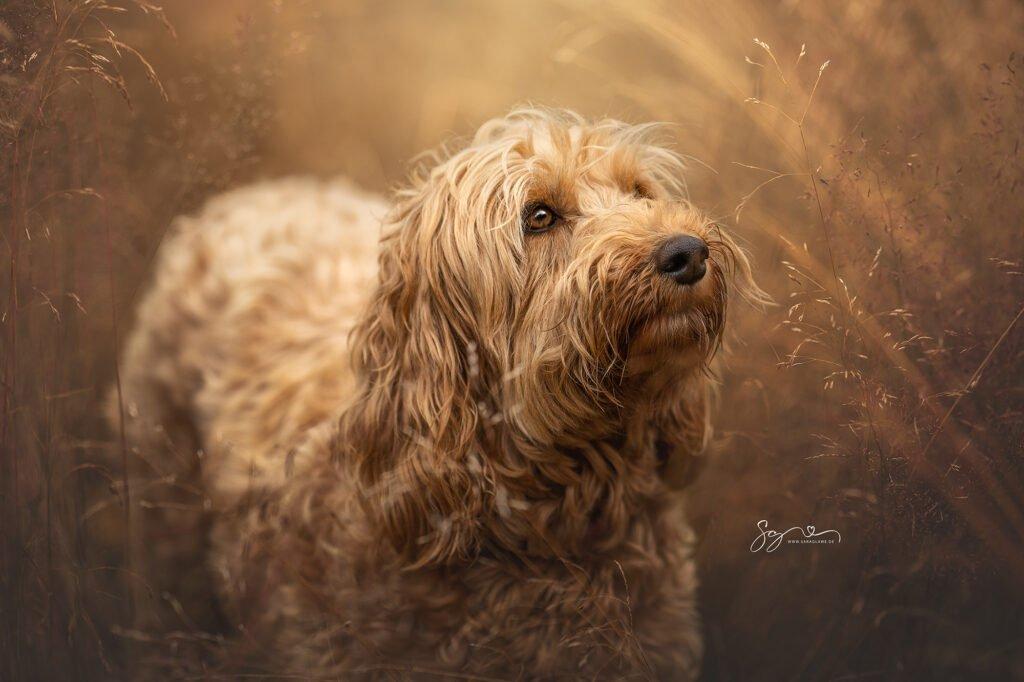Goldendoodle Fine